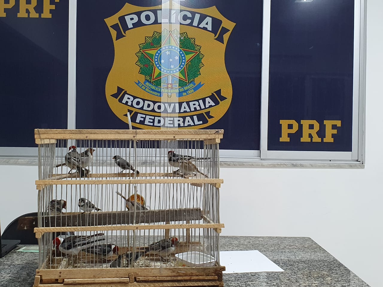 PRF prende traficantes de pássaros em Realeza