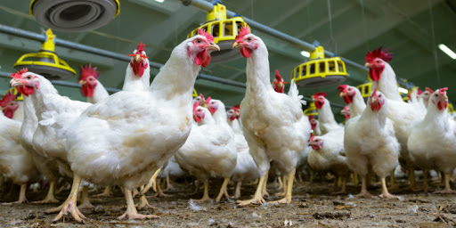 França detecta primeiro surto de gripe aviária em fazenda