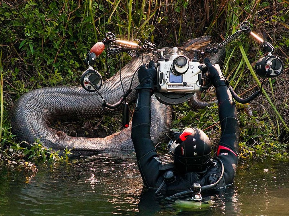 Sucuris gigantes são flagradas em expedições de fotógrafos subaquáticos por rios de MS; veja imagens