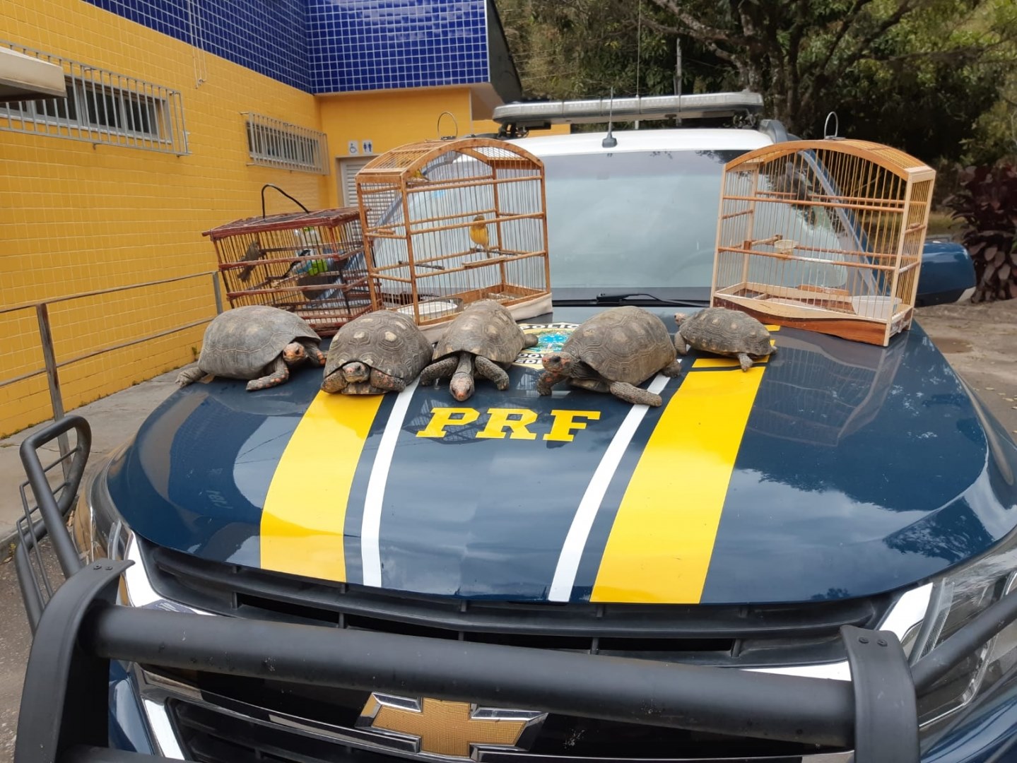 Polícia Rodoviária Federal de Realeza apreende animais da fauna silvestre