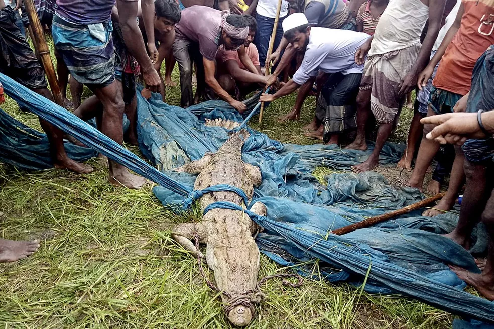 Crocodilo de espécie considera extinta em Bangladesh é capturado no país