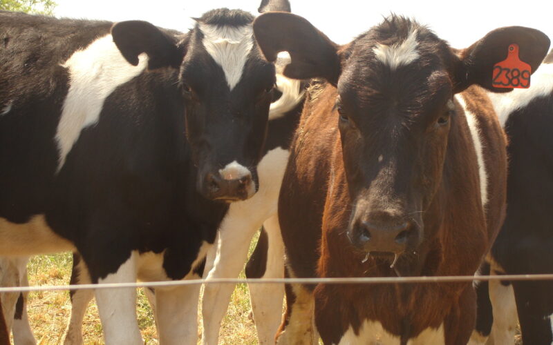 Ministério da Agricultura confirma caso de ‘vaca louca’ em Minas