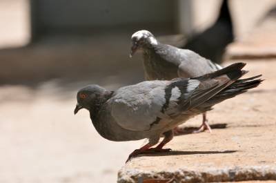 Presos usavam pombos para trocar bilhetes em presídio