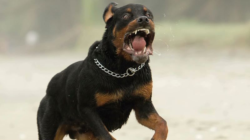 Cão da raça Rottweiler mata criança de 1 ano e 3 meses
