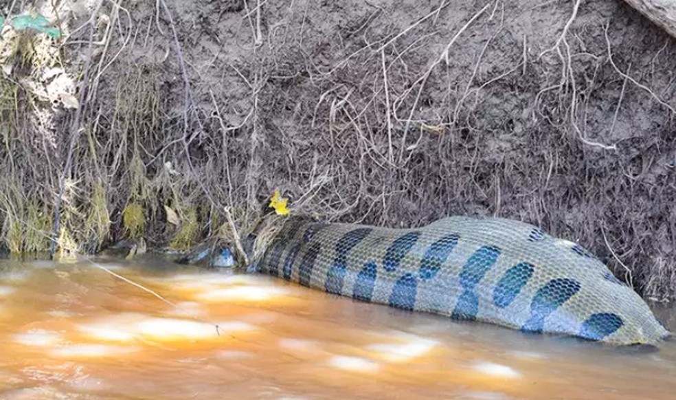 Sucuri de 6 metros é flagrada boiando em rio após engolir presa