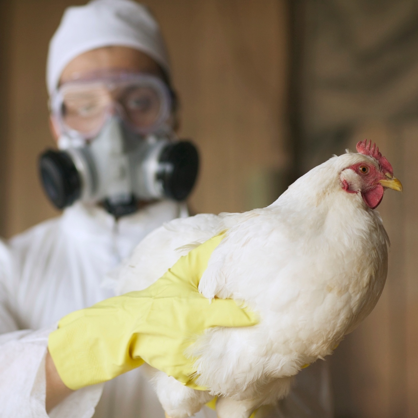 Primeiro caso humano da variante H3N8 da gripe aviária é confirmado na China