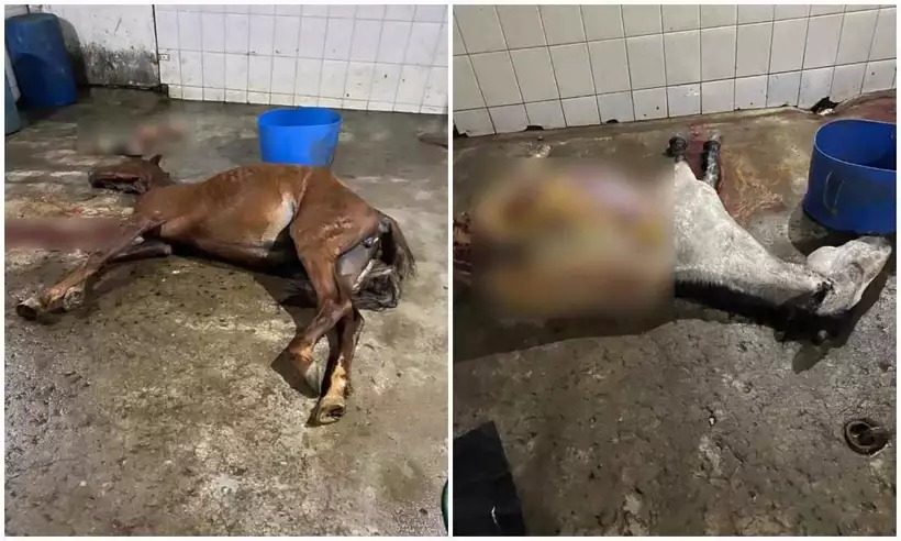 Polícia fecha abatedouro clandestino de cavalos que abastecia açougue