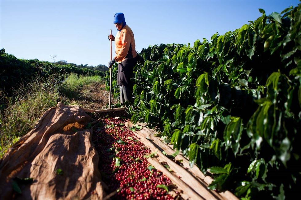 Consultoria informa que atraso na colheita de café do Brasil impacta embarques da nova safra