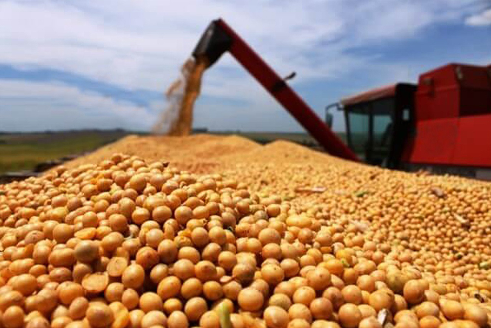 Conab diz que produção de grãos deve atingir 308 milhões de toneladas