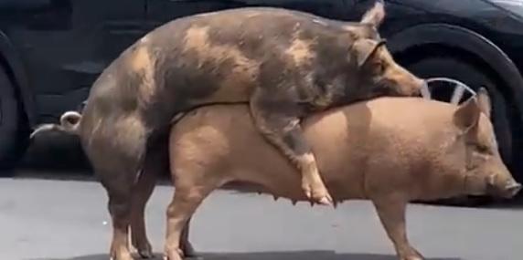 Porcos são flagrados em ‘momento íntimo’ em avenida da região Centro-Sul de BH