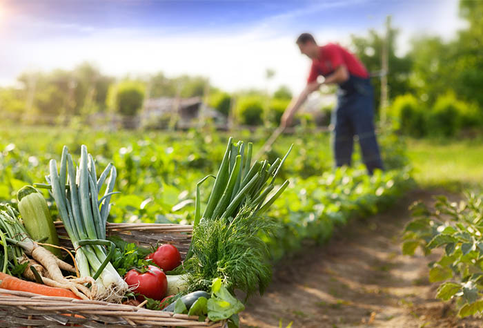 Agricultura familiar é 8ª maior produtora de alimentos do mundo